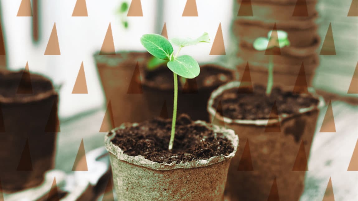 sprout in a pot