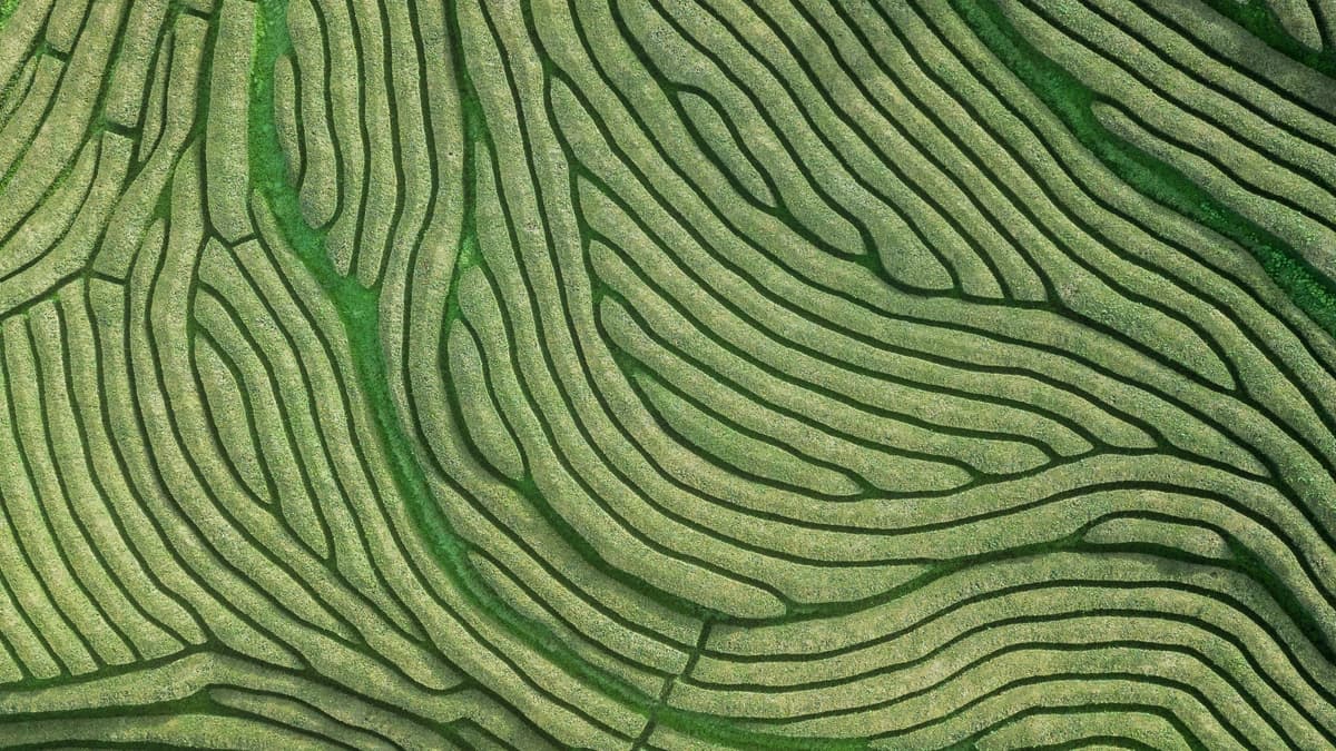 birds-eye view of green field