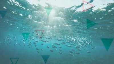 school of fish in the ocean