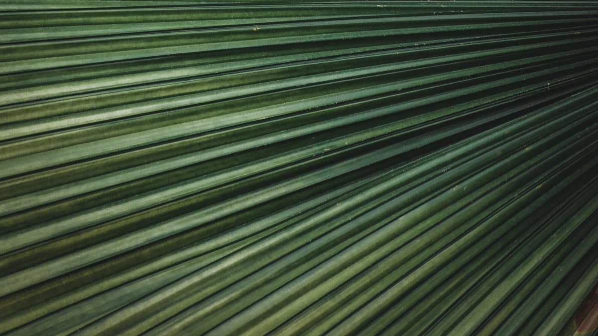 A zoomed in image of the texture of a green plant with straight, long lines